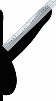 Схема эрегированного пениса с наложенной сверху линейкой для измерения длины пениса